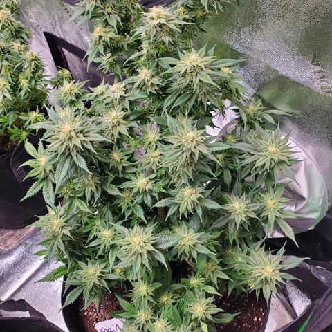 Spain(WW) growlog timeline photo