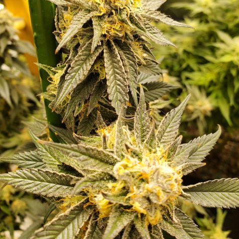 SD growlog timeline photo