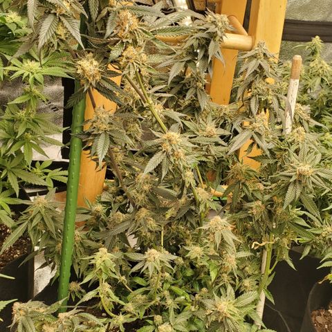 SD growlog timeline photo