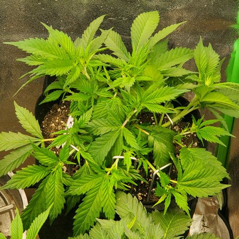 WW3 growlog timeline photo