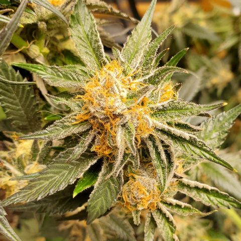 SD growlog timeline photo