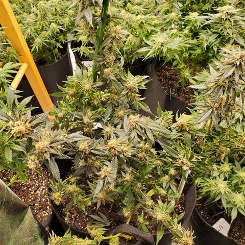 SD growlog photo: Harvested a few tops