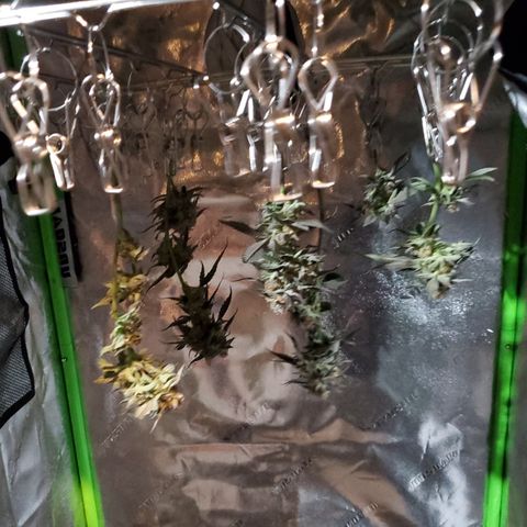 SD growlog photo: Harvested a few tops