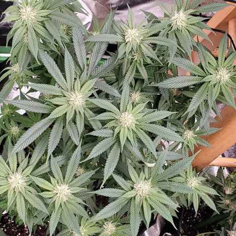 DF3 growlog timeline photo