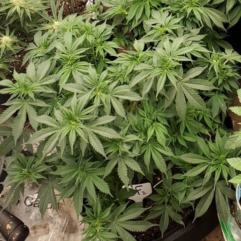 DF2 growlog timeline photo