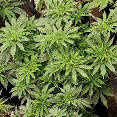 DF1 growlog timeline photo