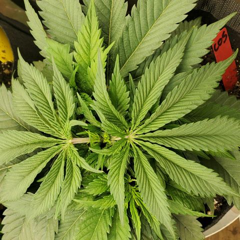 COS1 growlog timeline photo