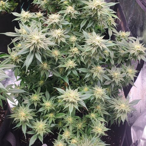 Spain(WW) growlog timeline photo