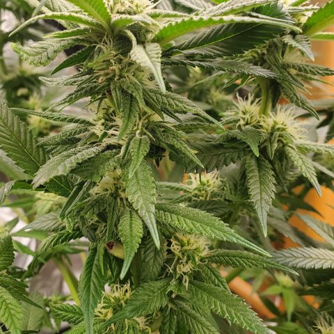 DF3 growlog timeline photo