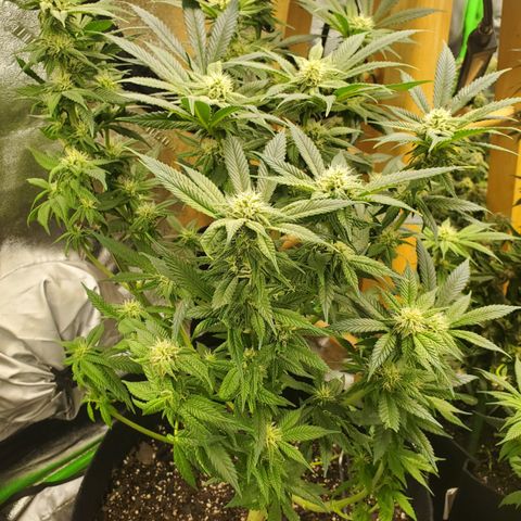 DF3 growlog timeline photo