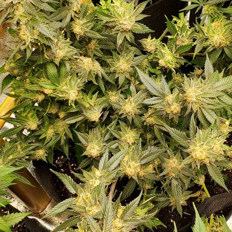 SD growlog timeline photo