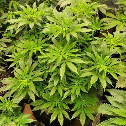 DF1 growlog timeline photo