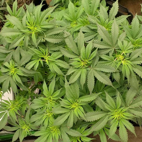 DF2 growlog timeline photo