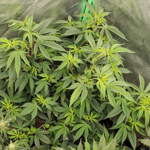 GSC1 growlog timeline photo