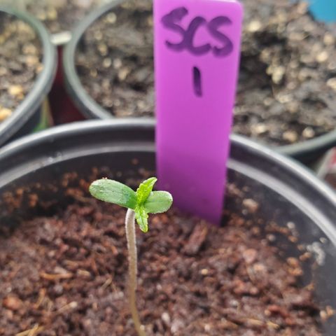 SCS1 growlog timeline photo