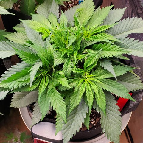 COS1 growlog timeline photo