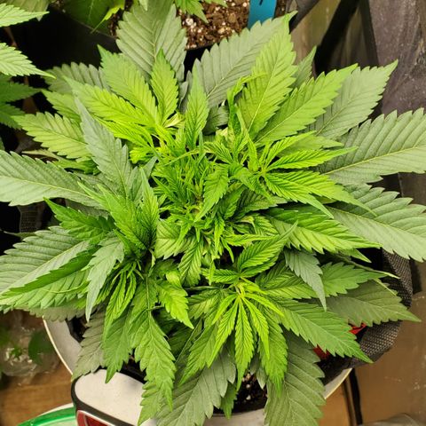 COS1 growlog timeline photo