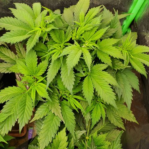 WW3 growlog timeline photo