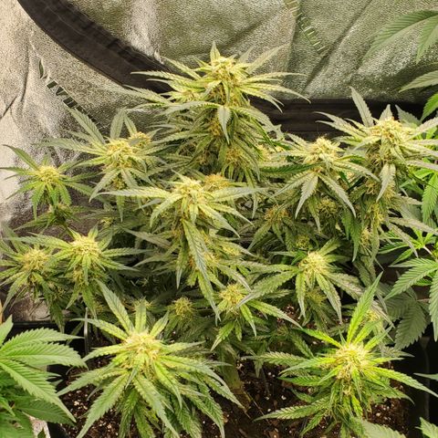 GCA growlog timeline photo