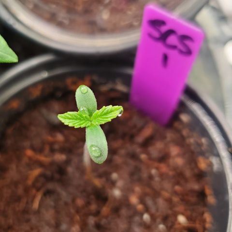 SCS1 growlog timeline photo