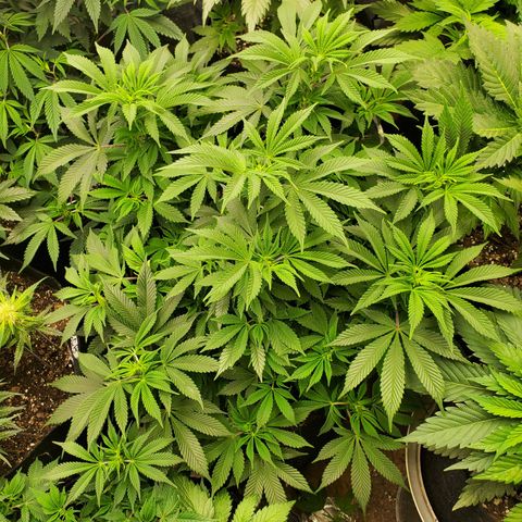 DF1 growlog timeline photo