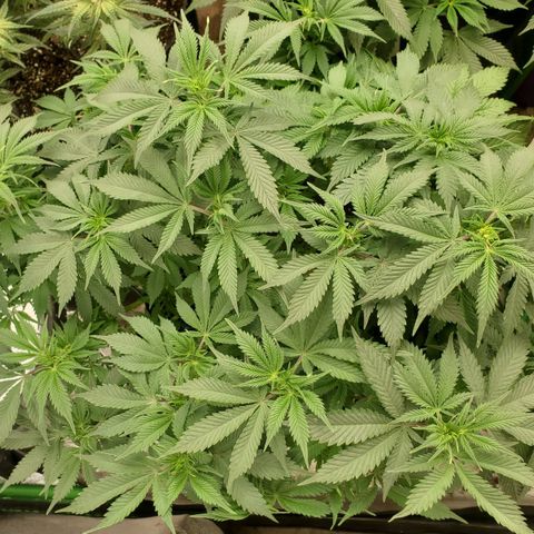 DF2 growlog timeline photo
