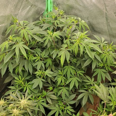 GSC1 growlog timeline photo