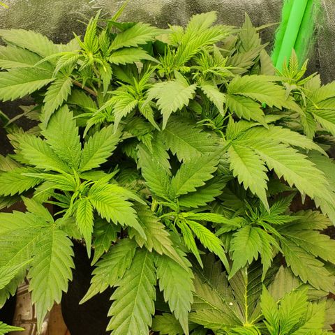 WW3 growlog timeline photo