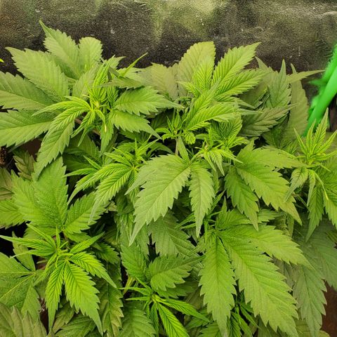 WW3 growlog timeline photo