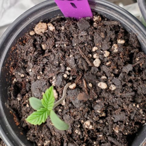 SCS1 growlog timeline photo