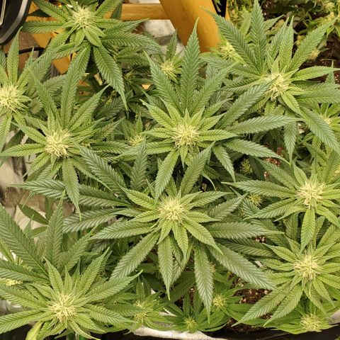 DF3 growlog timeline photo