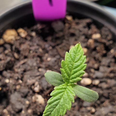 SCS1 growlog timeline photo
