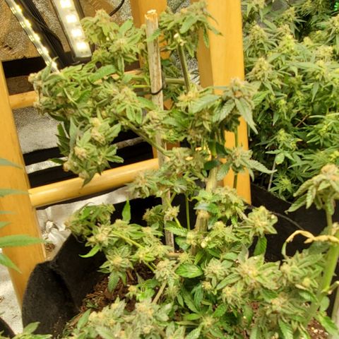 SD growlog photo: After the tops were chopped. 