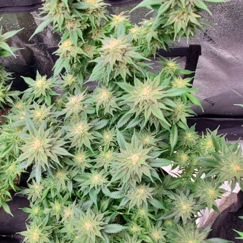Spain(WW) growlog timeline photo