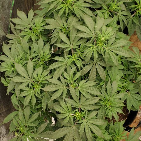 DF2 growlog timeline photo