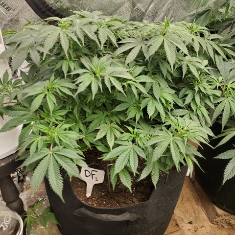 DF2 growlog timeline photo