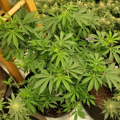DF1 growlog timeline photo