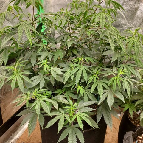 GSC1 growlog timeline photo