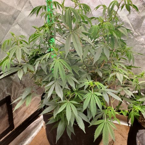 GSC1 growlog timeline photo