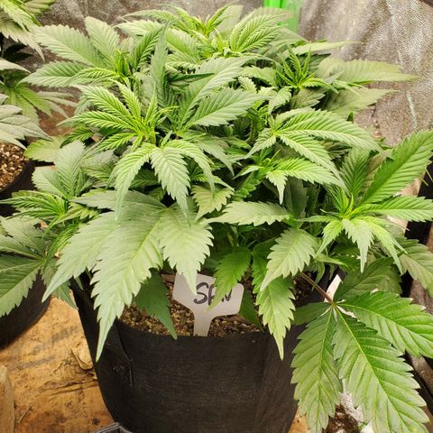 WW3 growlog timeline photo