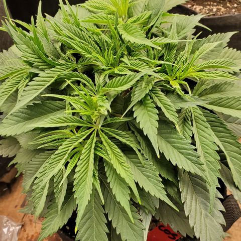 COS1 growlog timeline photo