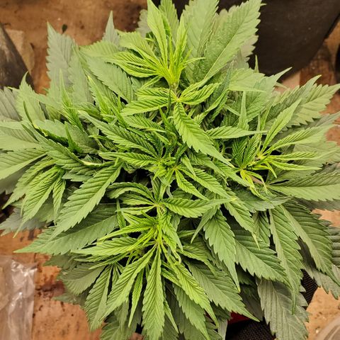 COS1 growlog timeline photo