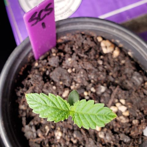 SCS1 growlog timeline photo
