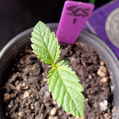 SCS1 growlog timeline photo