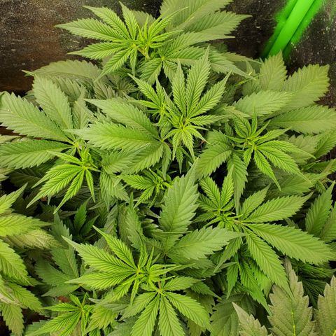 WW3 growlog timeline photo