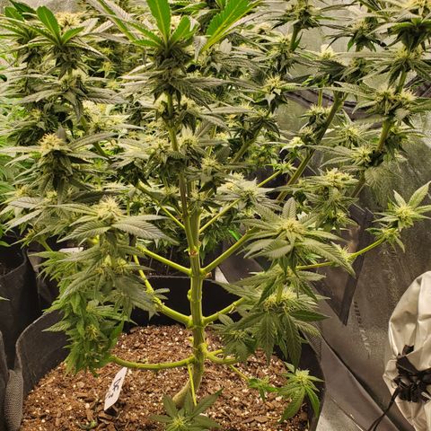 DF3 growlog timeline photo