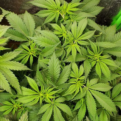 WW3 growlog timeline photo
