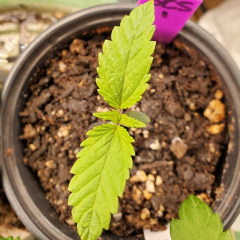 SCS1 growlog timeline photo