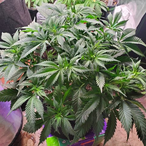 WW3 growlog timeline photo