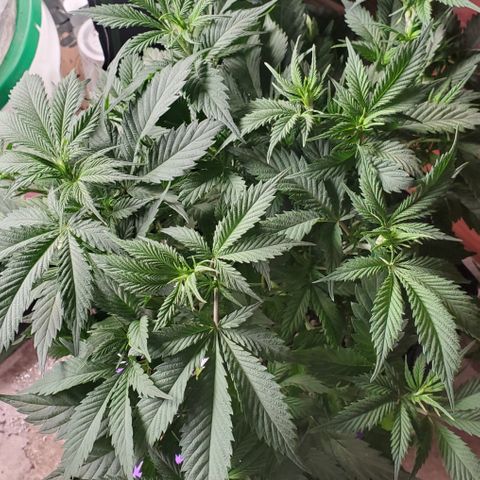 WW3 growlog timeline photo